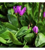Dodecatheon pulchellum 'Red Wings'
