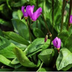 Dodecatheon pulchellum 'Red Wings'