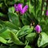 Dodecatheon pulchellum 'Red Wings'