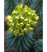 Euphorbia characias ssp. wulfenii - mliečnik