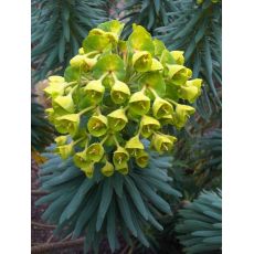 Euphorbia characias ssp. wulfenii - mliečnik