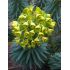Euphorbia characias ssp. wulfenii - mliečnik