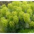 Euphorbia characias ssp. wulfenii - mliečnik