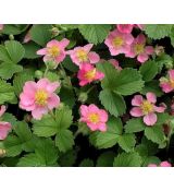 Fragaria vesca 'Rosea' - jahoda obyčajná 'Rosea'