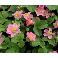 Fragaria vesca 'Rosea' - jahoda obyčajná 'Rosea'