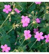 Geranium × oxonianum 'Betty Catchpole' - pakost