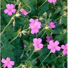 Geranium × oxonianum 'Betty Catchpole' - pakost