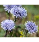 Globularia vulgaris - guľôčka obyčajná