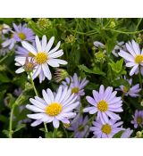 Kalimeris incisa - japonská astra