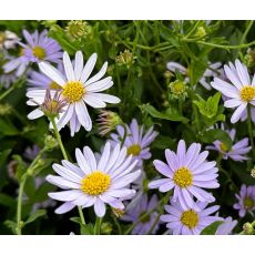 Kalimeris incisa - japonská astra