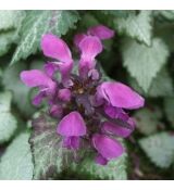Lamium maculatum 'Beacon Silver' - hluchavka škvrnitá 'Beacon Silver'