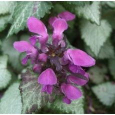 Lamium maculatum 'Beacon Silver' - hluchavka škvrnitá 'Beacon Silver'