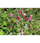 Knautia macedonica 'Melton Pastels' - chrastavec macedónsky 'Melton Pastels'