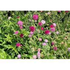 Knautia macedonica 'Melton Pastels' - chrastavec macedónsky 'Melton Pastels'