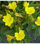 Oenothera minima - pupalka
