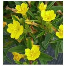 Oenothera minima - pupalka
