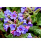 Pulmonaria 'Reginald Kaye' - pľúcnik 'Reginald Kaye'