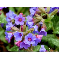 Pulmonaria 'Reginald Kaye' - pľúcnik 'Reginald Kaye'