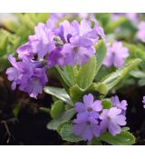 Primula marginata - prvosienka obrúbená