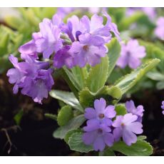 Primula marginata - prvosienka obrúbená