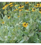 Rudbeckia maxima - rudbekia