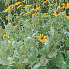 Rudbeckia maxima - rudbekia