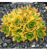 Jovibarba heuffelii 'Cheese Love' - skalničník Heufelov 'Cheese Love'