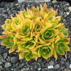Jovibarba heuffelii 'Cheese Love' - skalničník Heufelov 'Cheese Love'