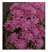 Armeria juniperifolia 'Drake's Form' - trávnička borievkolistá 'Drake's Form'