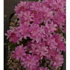 Armeria juniperifolia 'Drake's Form' - trávnička borievkolistá 'Drake's Form'