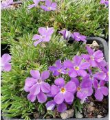 Phlox 'Kelseyi' - flox 'Kelseyi'