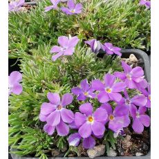 Phlox 'Kelseyi' - flox 'Kelseyi'