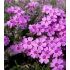 Phlox subulata 'Zwergenteppich' - flox šidlolistý 'Zwegenteppich'