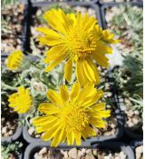 Hymenoxys grandiflora (syn. Actinella grandiflora)