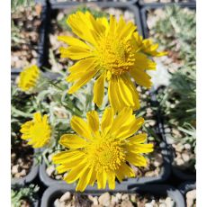 Hymenoxys grandiflora (syn. Actinella grandiflora)
