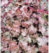 Heuchera × hybrida 'Can Can'