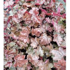Heuchera × hybrida 'Can Can'