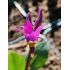 Dodecatheon pulchellum 'Red Wings'