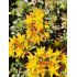 Sedum floriferum 'Weihenstephaner Gold' - rozchodník  'Weihenstephaner Gold'