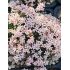 Asperula gusonii- marinka
