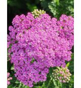 Achillea millefolium 'Pretty Belinda' - rebríček obyčajný  'Pretty Belinda'