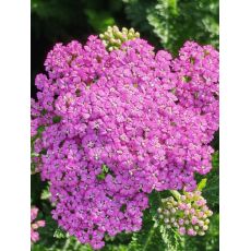 Achillea millefolium 'Pretty Belinda' - rebríček obyčajný  'Pretty Belinda'