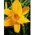 Hemerocallis 'Orange Prelude' - ľaliovka 'Orange Prelude'