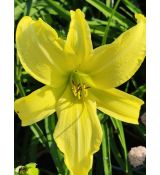 Hemerocallis 'Hyperion' - ľaliovka 'Hyperion'