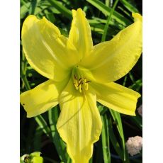 Hemerocallis 'Hyperion' - ľaliovka 'Hyperion'