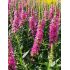 Lythrum salicaria 'Robert' - vrbica vŕbolistá 'Robert'