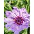 Catananche caerulea - katananka belasá