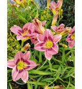 Hemerocallis 'Always Afternoon' - ľaliovka 'Always Afternoon'
