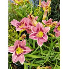 Hemerocallis 'Always Afternoon' - ľaliovka 'Always Afternoon'