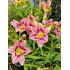 Hemerocallis 'Always Afternoon' - ľaliovka 'Always Afternoon'